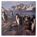 Suche nach wölfe im schnee fliesen Fauna