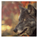 Suche nach säugetiere fliesen Wolf