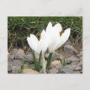 Recherche de fleurs de crocus cartes postales Plantes