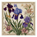 Recherche de iris fleur posters Floral