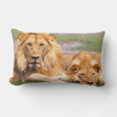 Recherche de lion africain coussins Sauvage