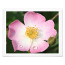Recherche de minuscule photographie Rose