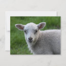 Recherche de laine cartes postales Animaux