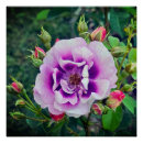 Suche nach violette rosen poster Grün