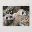 Recherche de mangouste posters Meerkat