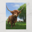 Suche nach schottische kuh poster Haarig