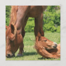 Recherche de jument invitations Cheval