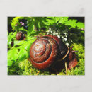 Recherche de escargots cartes postales Forêt