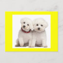 Suche nach bichon frise geburtstag karten Welpe