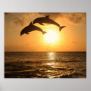 Suche nach delfine poster Illustration
