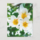 Suche nach lilium karten Blumig
