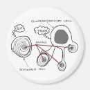 Recherche de anatomie magnets Cerveau