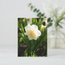 Recherche de narcisses cartes postales Nature