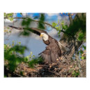 Recherche de aigle chauve posters Rapace