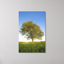 Suche nach ahornbaum leinwandbilder Natur