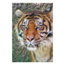 Suche nach schöne tiere poster Wild