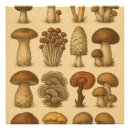 Recherche de champignon comestible posters Shiitake