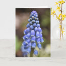 Suche nach hyacinth karten Blüte