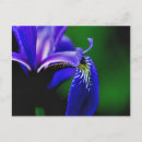 Recherche de iris bleu cartes postales Violet