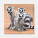 Recherche de lemur magnete Animaux sauvages