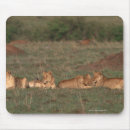 Suche nach loewe mousepads Kenia