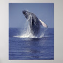 Suche nach buckelwal poster Wale
