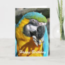 Recherche de perroquets vœux cartes Ara