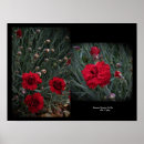 Suche nach nelken poster Fotografie