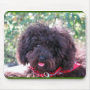 Recherche de caniche noir tapis souris Chien