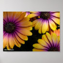 Recherche de marguerite africaine posters Marguerites