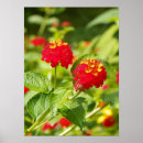 Suche nach lantana poster Botanisch
