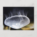 Recherche de meduse cartes postales Gelée