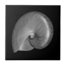 Recherche de coquille mer carreaux Nautilus