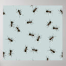 Recherche de fourmis noires posters Illustration