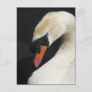Suche nach sie sind stumm postkarten Vögel