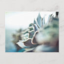 Recherche de echeveria cartes postales Succulent