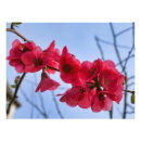 Suche nach quitte poster Rosa