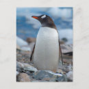 Suche nach gentoo pinguin poster Antarktika