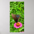 Suche nach frack poster Schmetterling aus schwarzem frack