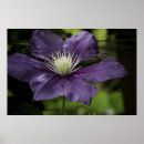 Suche nach clematis poster Lila