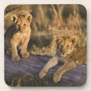 Recherche de masai mara dessous de verres Panthera leo