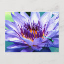 Suche nach lilly poster Pflanzen