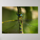 Suche nach hawker poster Libellen