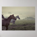 Suche nach wildes pferd poster Arabisch
