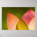 Recherche de kenilworth posters Fleur
