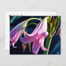 Suche nach rosa lilien postkarten Botanisch