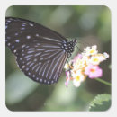 Suche nach schwarzer schmetterling aufkleber Fotografie