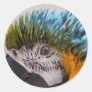 Recherche de perroquet autocollants Jolie