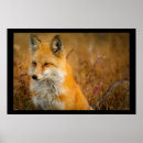 Suche nach cute fox poster Wild