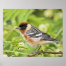 Recherche de migrateur posters Sauvage